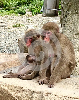 Japanese Macaque Family in Izu Peninsula photo